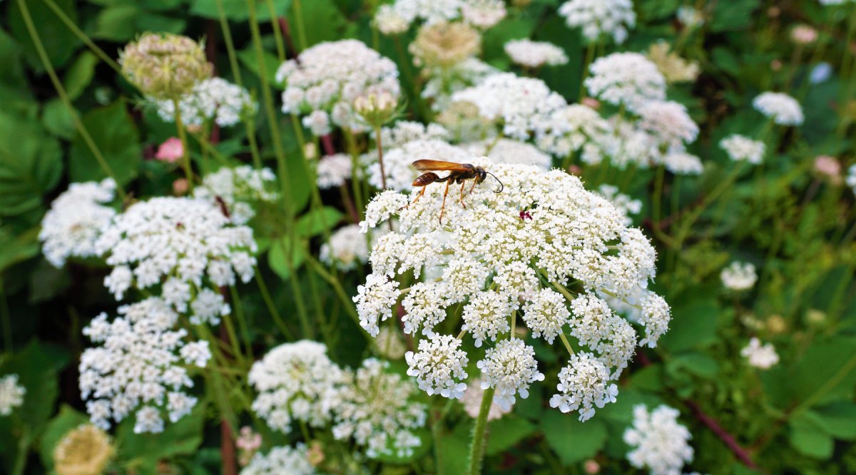 October Plant Spotlight: Queen Anne's Lace - Urban Revolution Australia