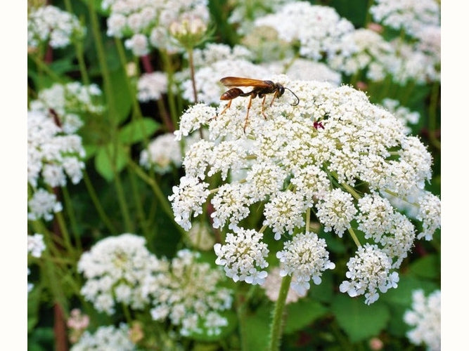 Queen anne's lace