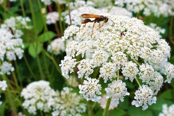 Plant Spotlight: Queen Anne's Lace - Urban Revolution Australia