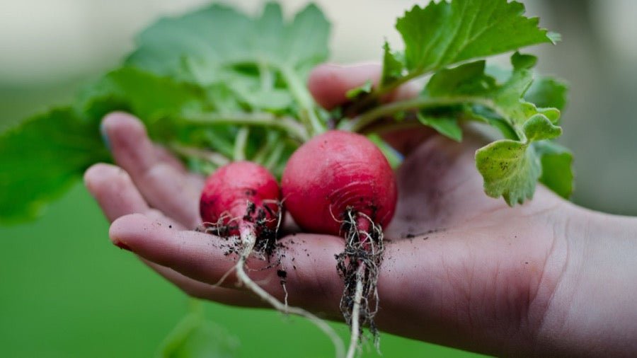 Radishes in hand with leaves