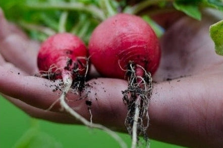 Radishes in hand with leaves