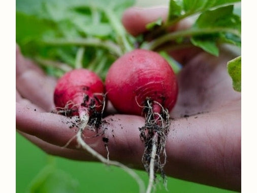 Radishes in hand with leaves