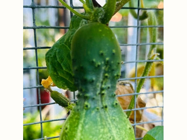 Cool Cucumbers - Your Complete Guide to Growing, Harvesting and Preserving