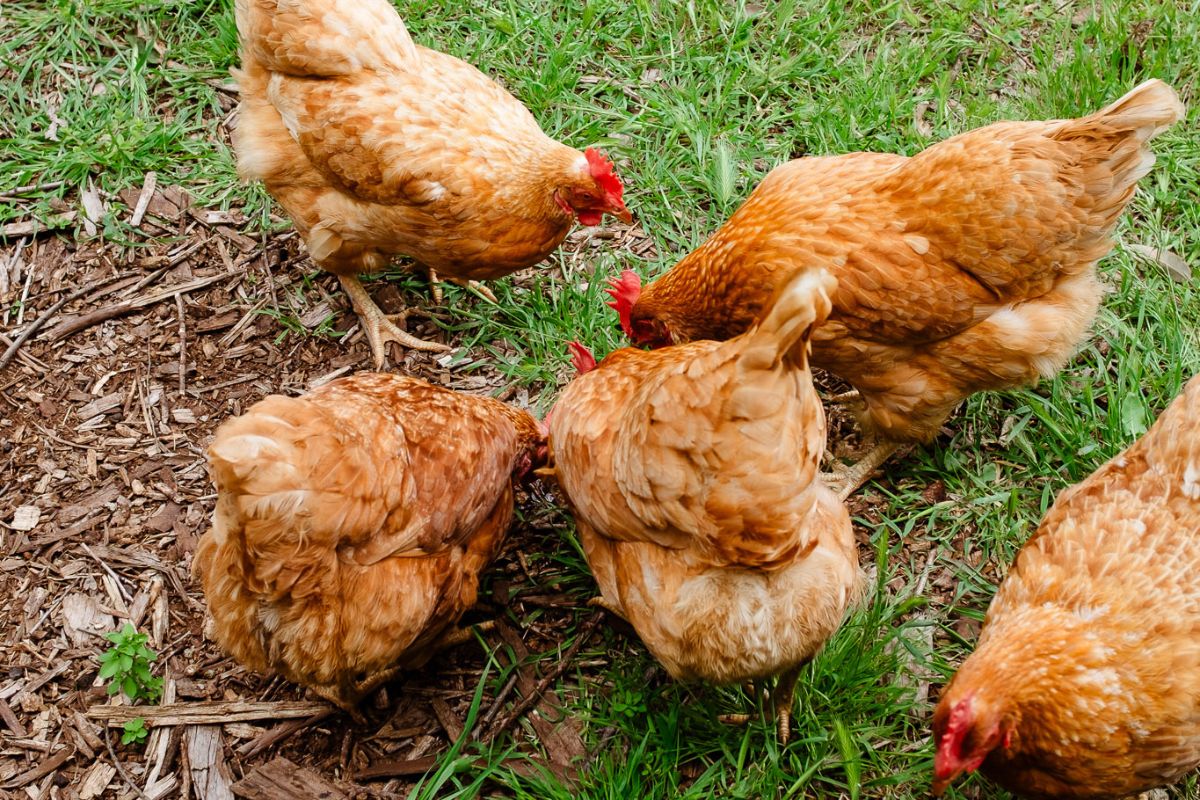 Summer Care for Chickens: Tips for Happy Chooks