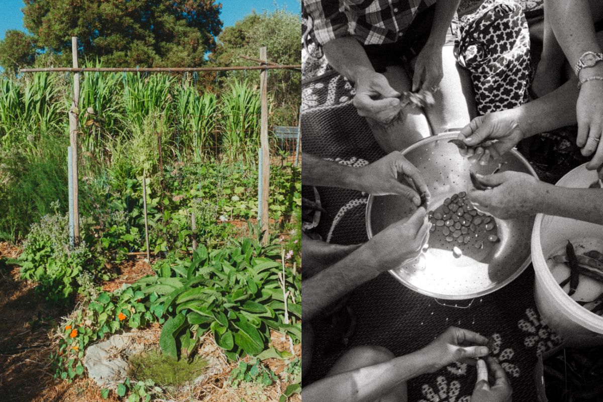 What is Permaculture? + Where to Learn Permaculture in Perth