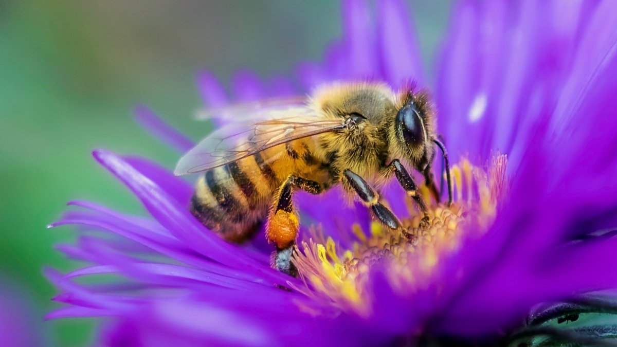 Bee taking pollen from purple flower
