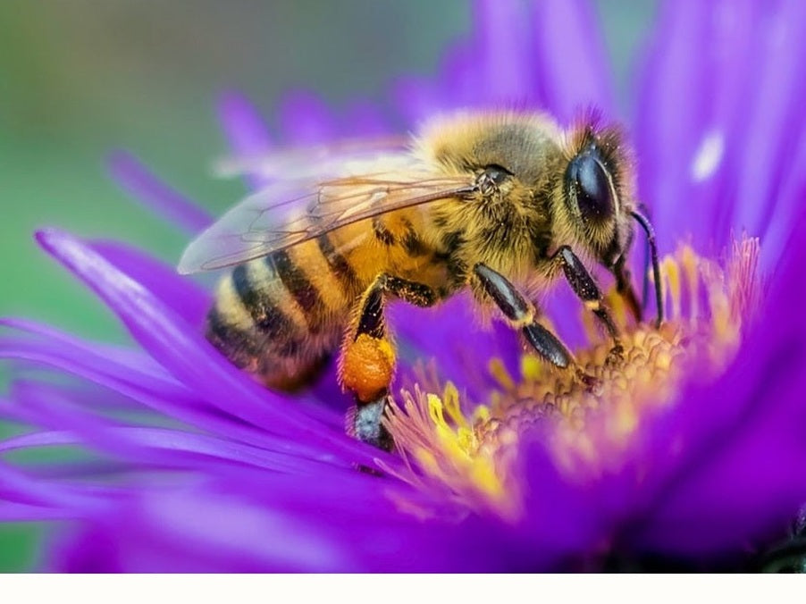 Bee taking pollen from purple flower