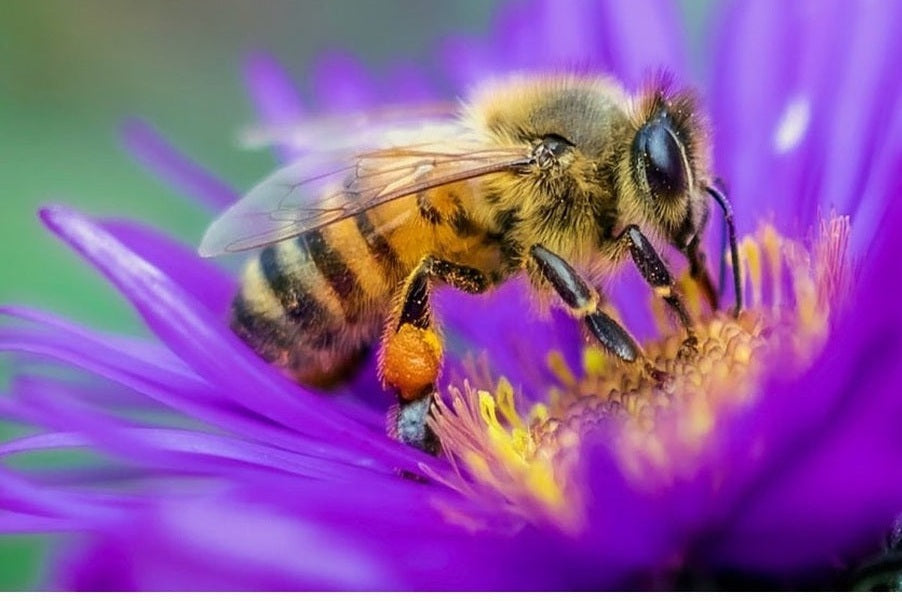 Bee taking pollen from purple flower