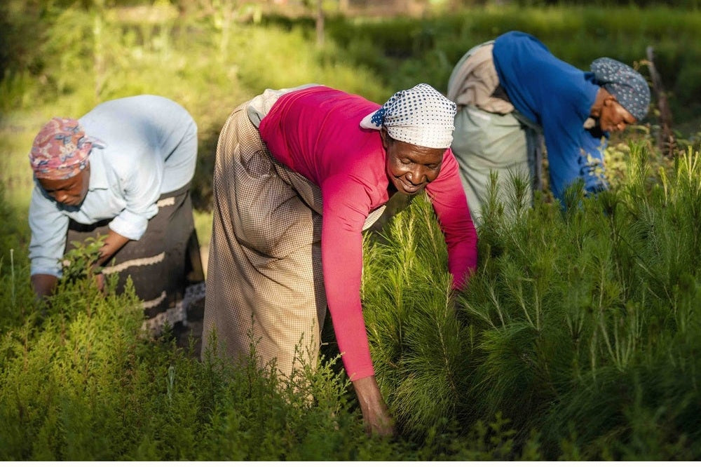 People planting trees in Africa