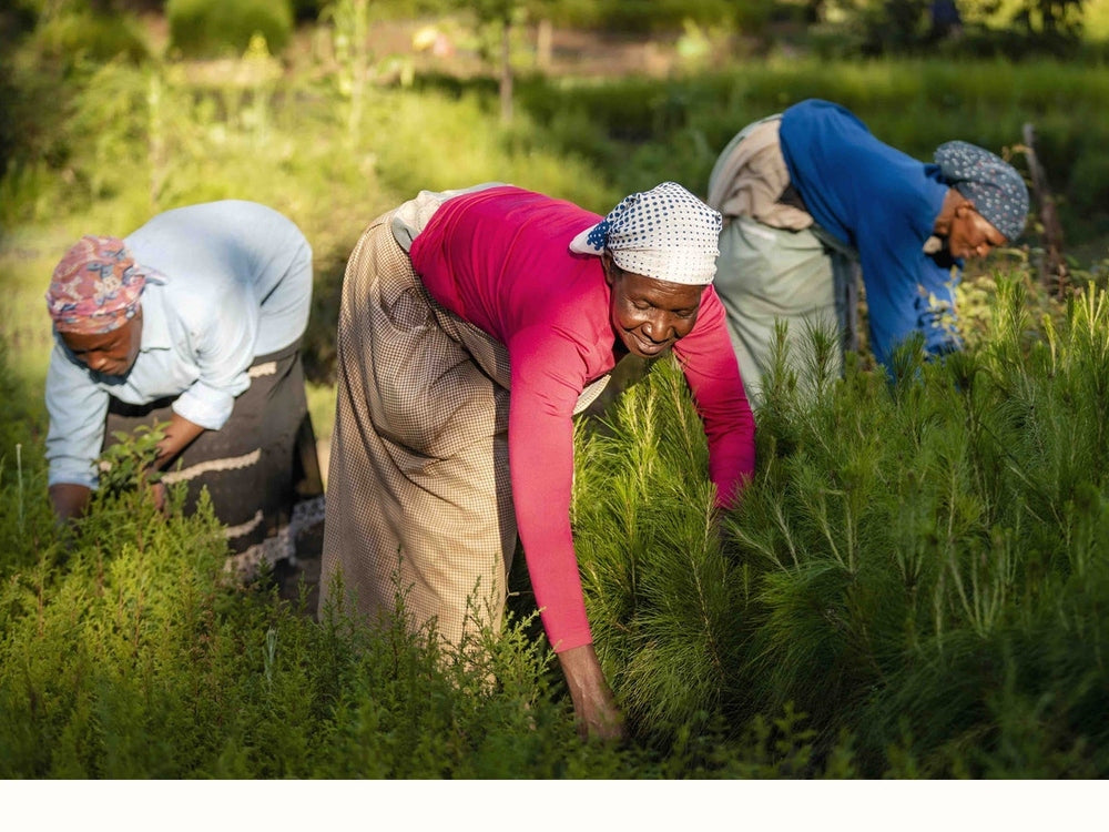 People planting trees in Africa