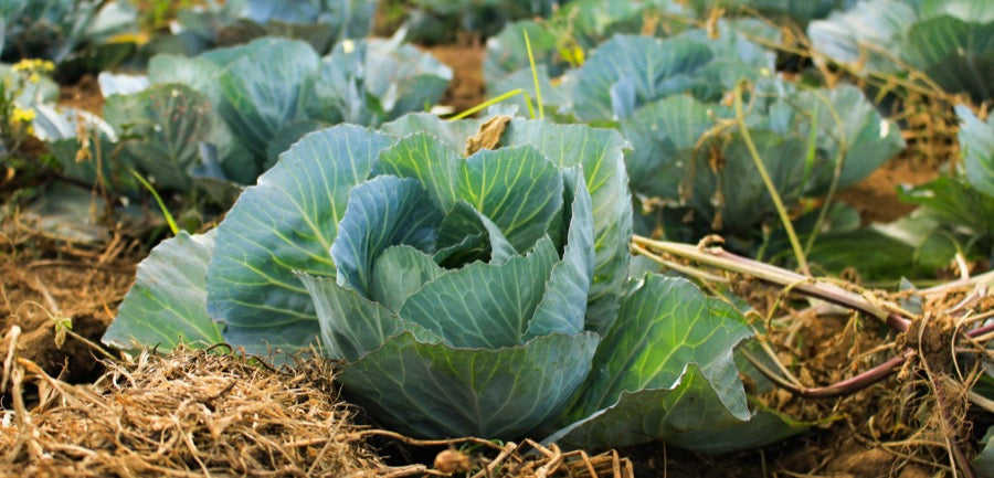 cabbages in garden