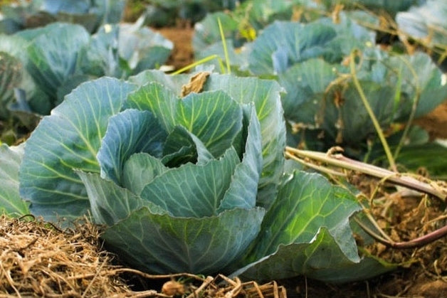 cabbages in garden