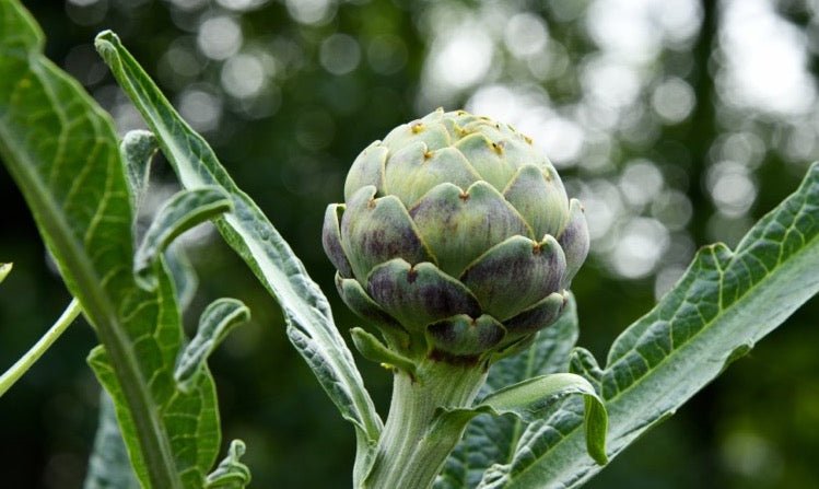 artichoke plant