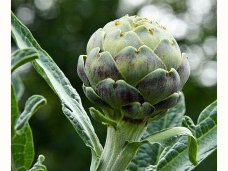 artichoke plant