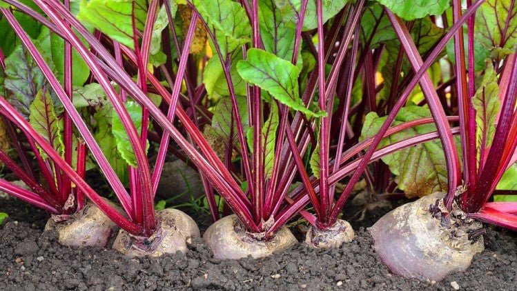 March Plant Feature: How To Grow Beetroot - Urban Revolution