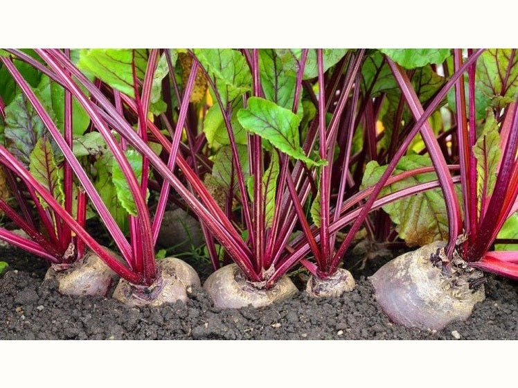 March Plant Feature: How To Grow Beetroot - Urban Revolution