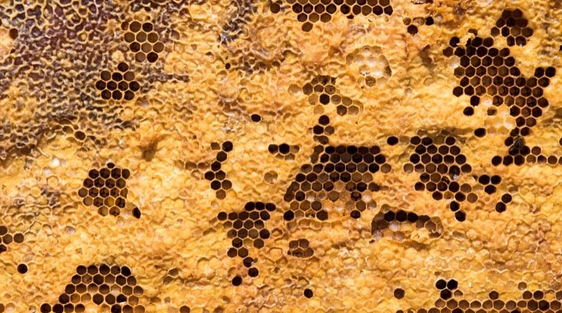 beeswax and honeycomb