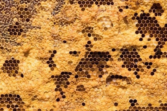 beeswax and honeycomb