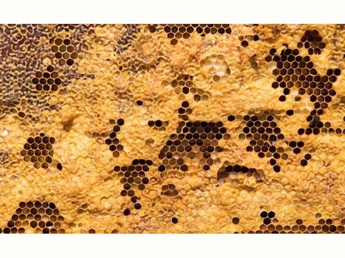 beeswax and honeycomb