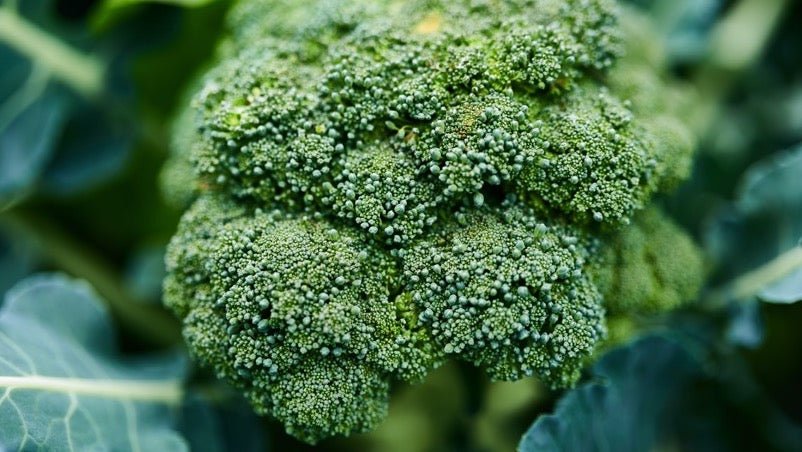 broccoli head close up