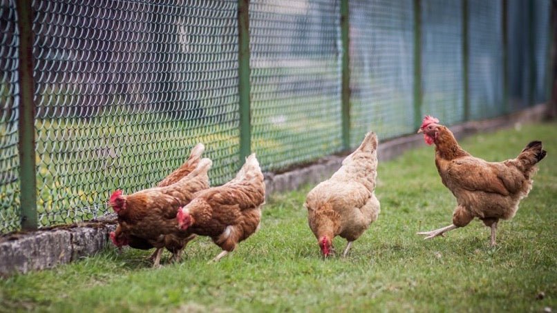 group of chickens in enclosure