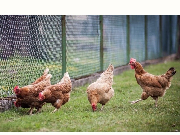 group of chickens in enclosure