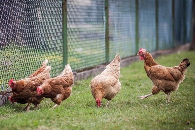 group of chickens in enclosure