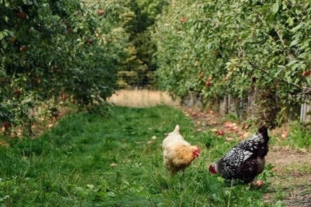 Chickens grazing in orchard with fruit trees