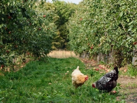 Chickens grazing in orchard with fruit trees