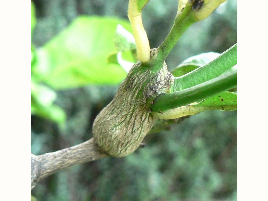 citrus gall wasp