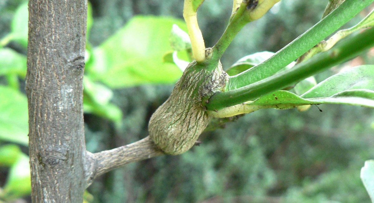 citrus gall wasp