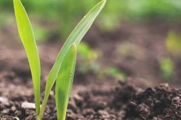 corn seedling growing in soil