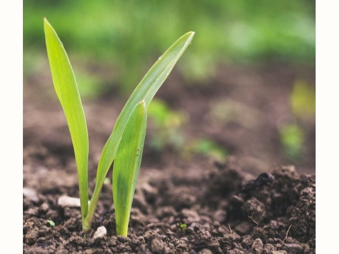 corn seedling growing in soil