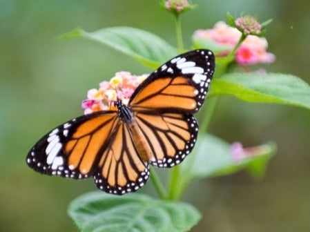 butterfly on flower