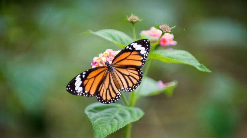 butterfly on flower