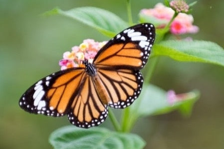 butterfly on flower