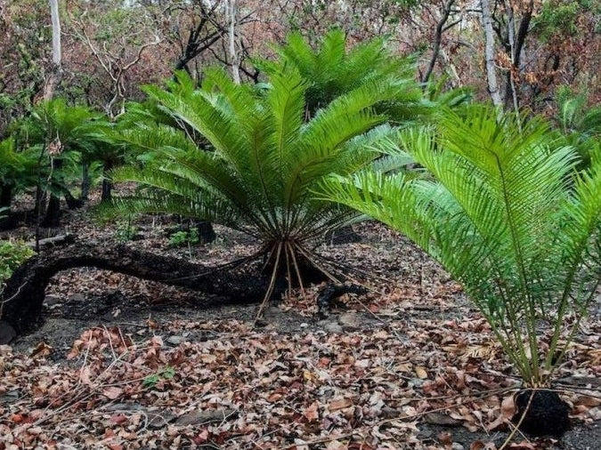 Autralian forest and bush
