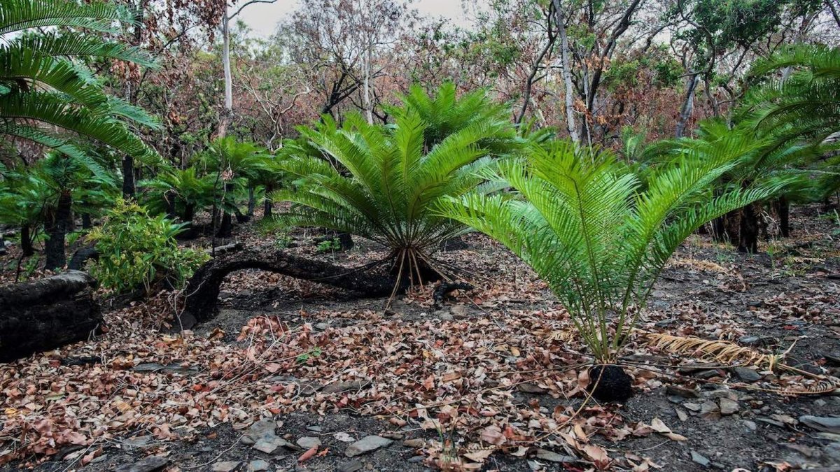 Autralian forest and bush