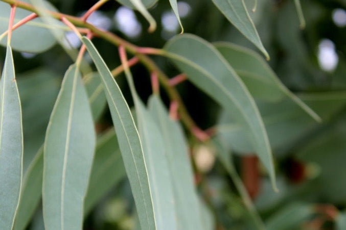 WA State Government Launches Treebate Scheme - Urban Revolution Australia