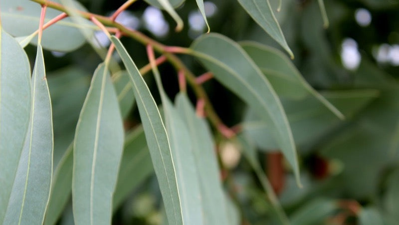 Eucalypt leaves