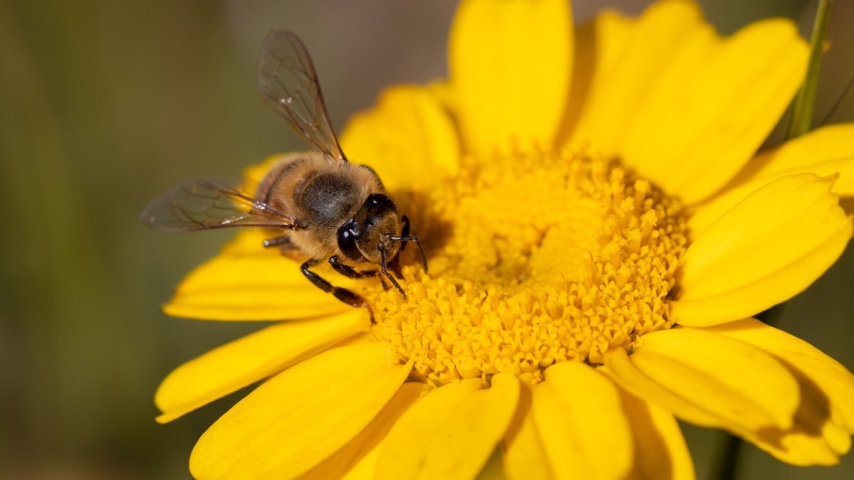 Bee on a yellow flower