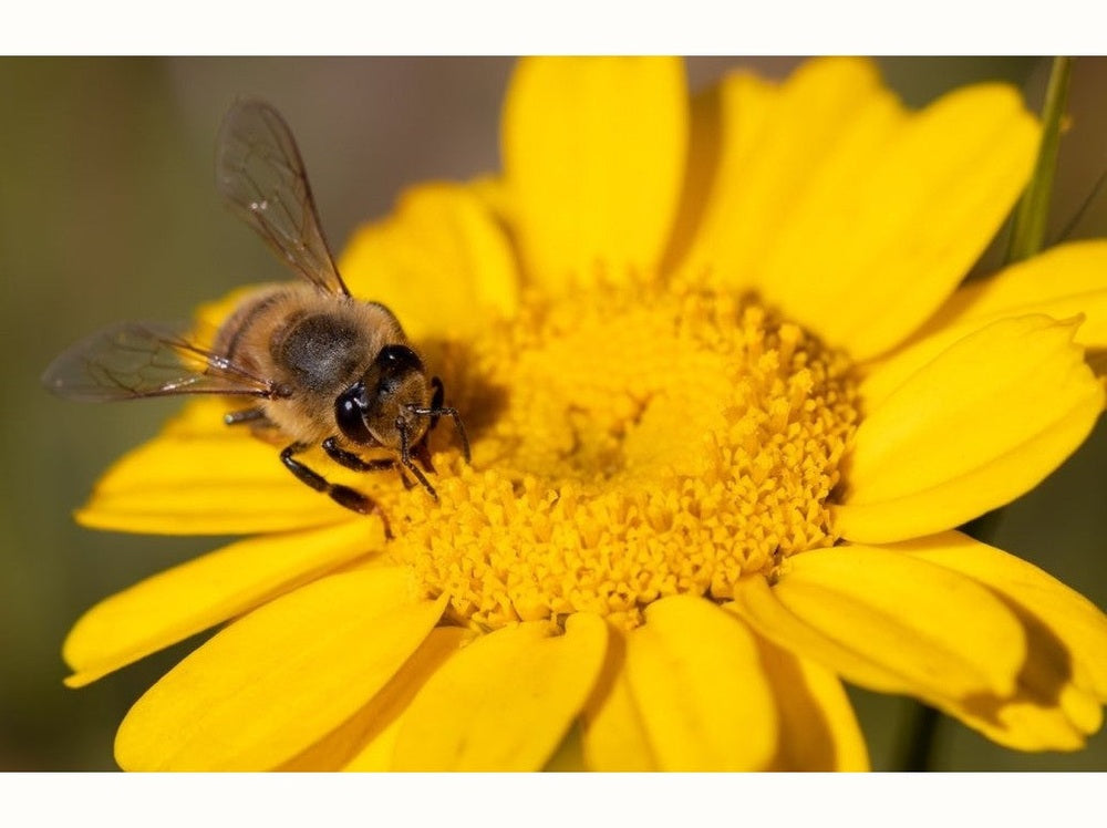 Bee on a yellow flower