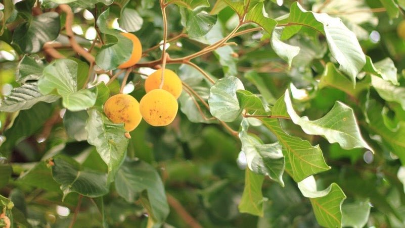 fruit on branch of fruit tree