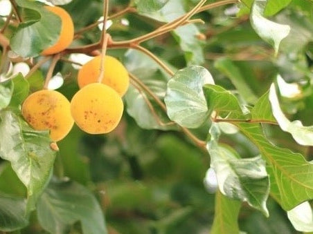 fruit on branch of fruit tree