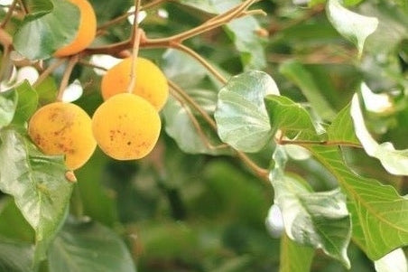 fruit on branch of fruit tree