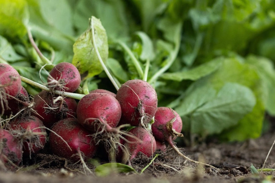 5 Dirt Cheap Ways to Grow a Great Garden on a Budget