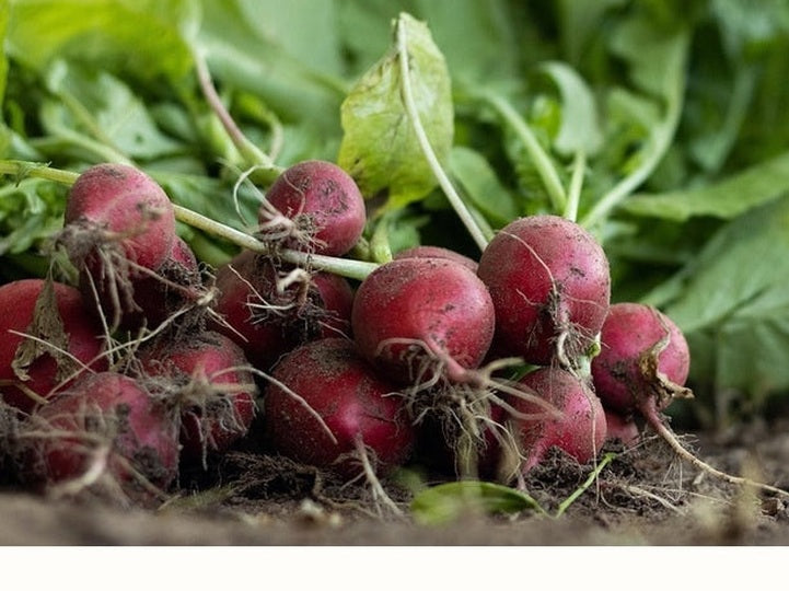 Radishes on soil
