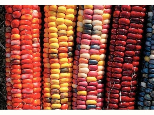 November Plant Spotlight: Corn and The Three Sisters Garden - Urban Revolution