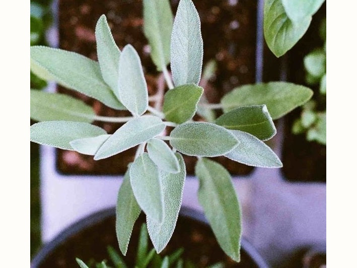 Sage basil and parsley in garden