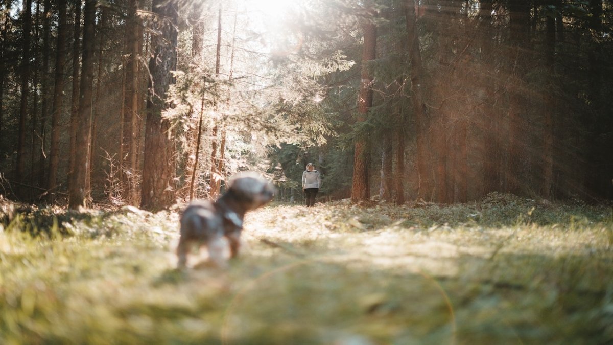 dog walking through forest